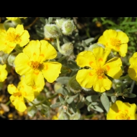 Helianthenum Caput-Felis (fam. Cistacees)(rg mediterraneenne) (04)